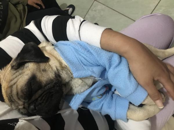 3 REMÉDIOS CASEIROS para cachorro vomitando simples e baratos