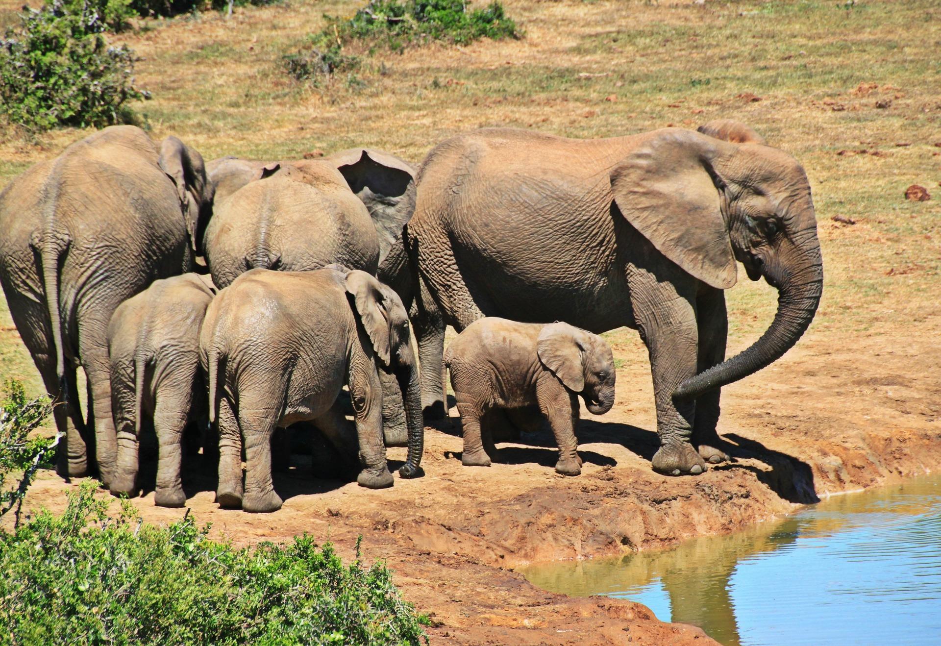 Quanto Pesa Um Elefante