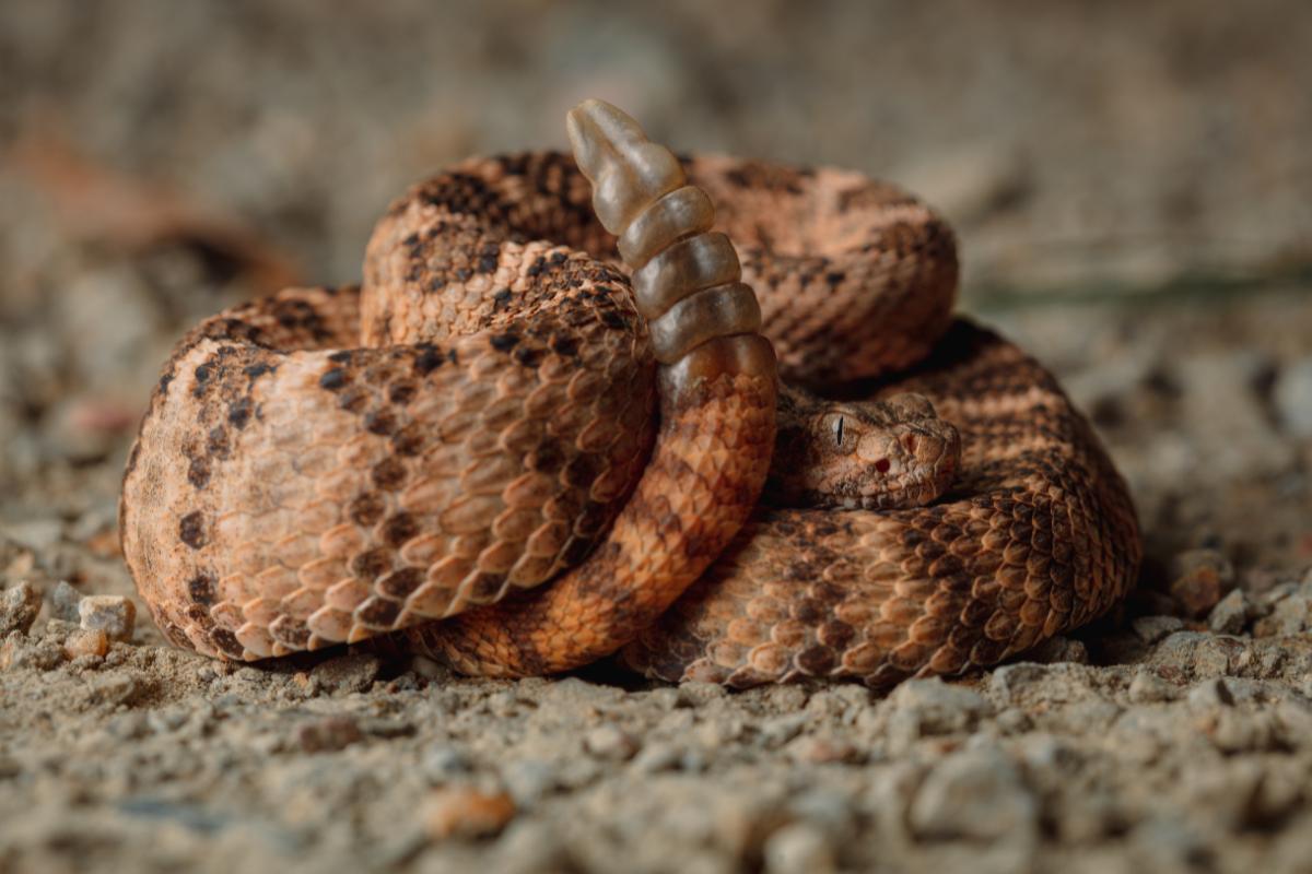 Cobras Cascavel Tipos Veneno E Caracter Sticas