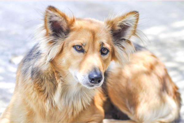 Ra As De Cachorros Que Parecem Raposas Fotos