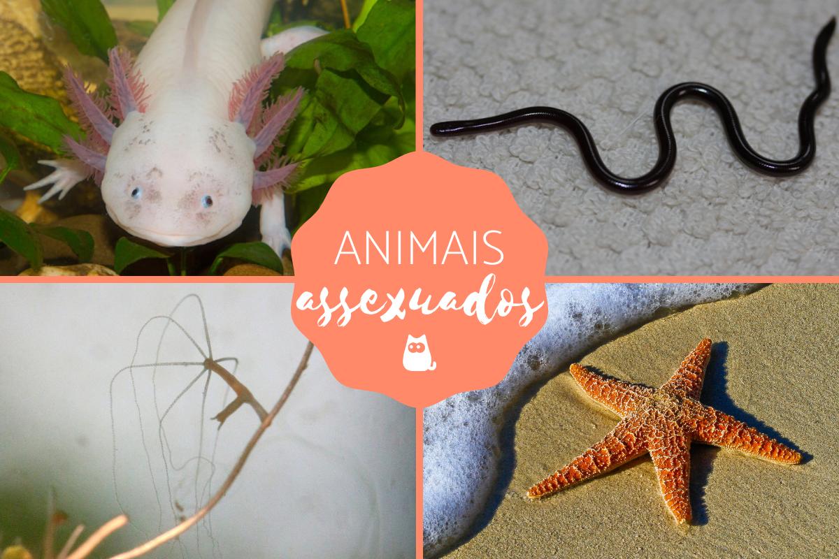 Reprodução assexuada em animais