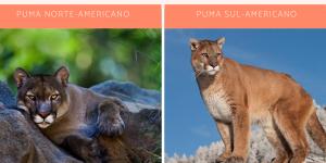 Tipos de pumas