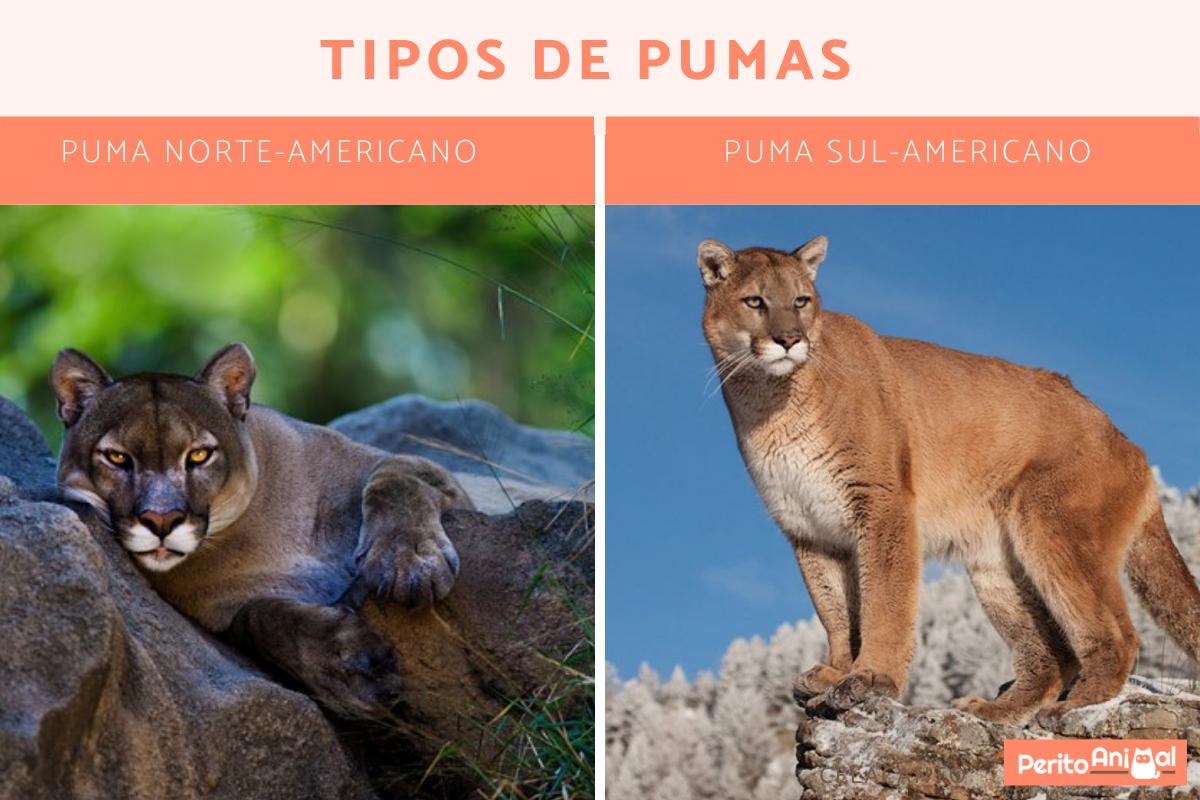 Tipos de PUMAS Classificacao caracteristicas e nomes