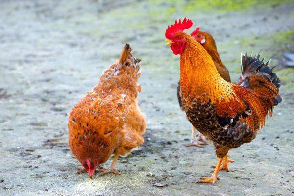 Diferença entre galo e galinha - Com que idade um frango vira galo?