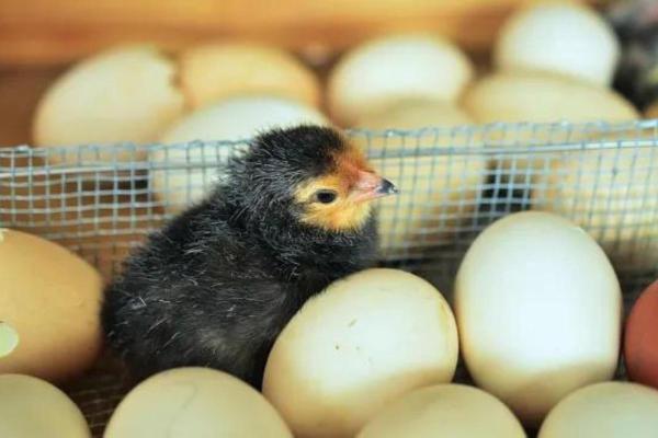 Diferença entre galo e galinha - Como saber se o frango é macho ou fêmea?