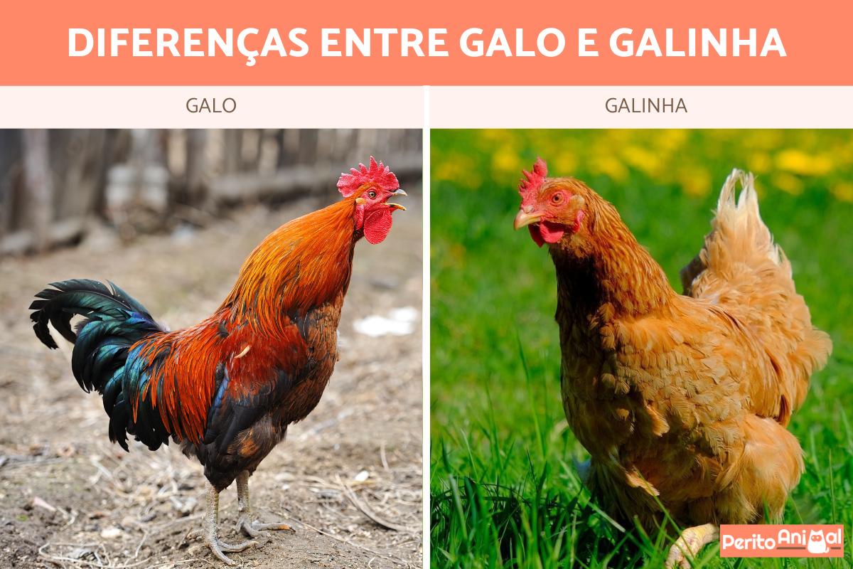 Diferença entre galo e galinha