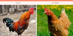 Diferença entre galo e galinha
