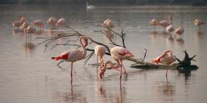 Porque o flamingo é rosa