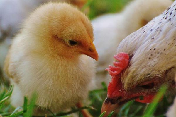 Diferença entre galo e galinha - Qual a diferença entre galo e galinha?