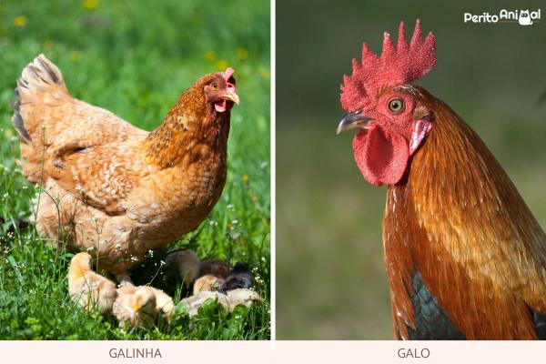 Diferença entre galo e galinha - Qual a diferença entre galo e galinha?