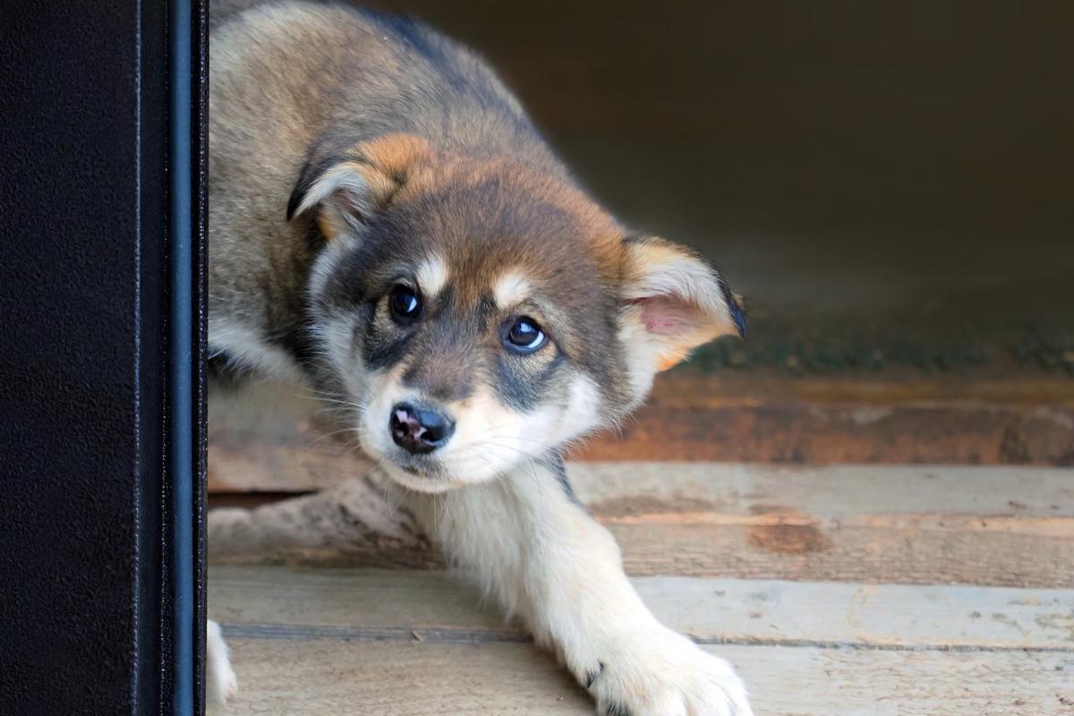 Cachorro traumatizado depois de briga - O que fazer?