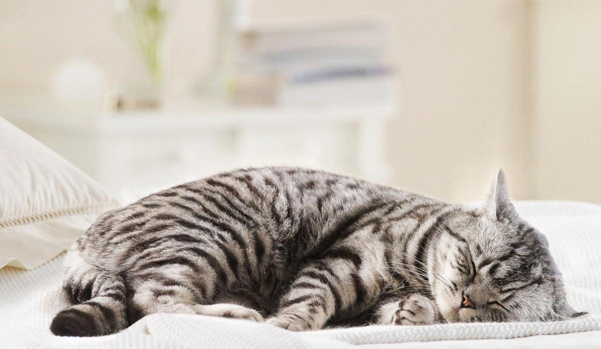 Por que meu gato dorme no meu travesseiro?