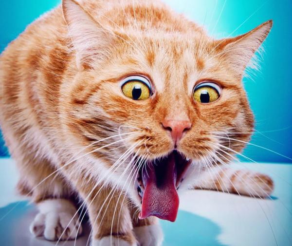 13 coisas que os gatos não gostam - 6. Consumir medicamentos