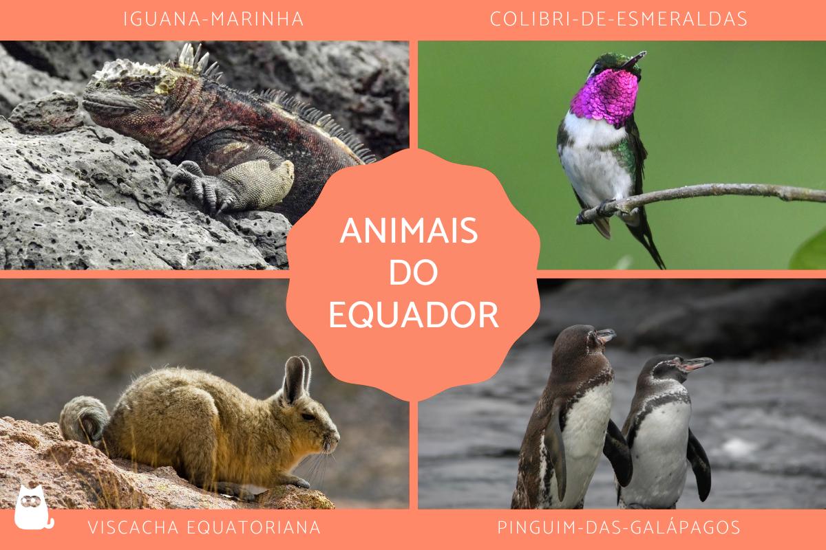 Animais do Equador