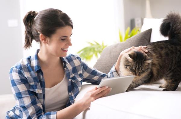 Meu gato está assustado, como posso ajudá-lo? - Conhecendo o seu gato