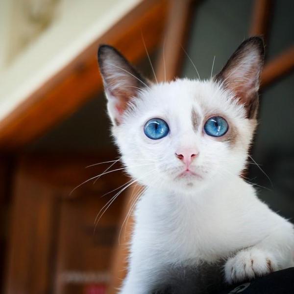 Meu gato está assustado, como posso ajudá-lo?
