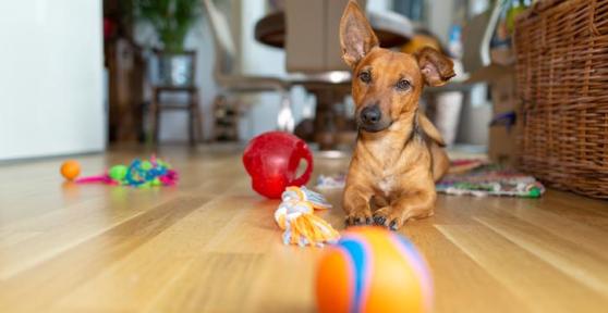 Os melhores brinquedos para cachorro