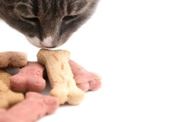 Meu gato está assustado, como posso ajudá-lo? - Um ambiente seguro
