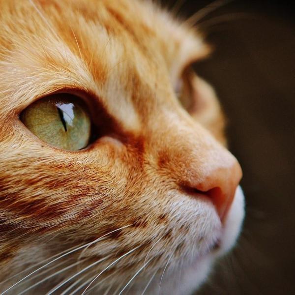 Incontinência urinária em gatos - Causas e tratamento