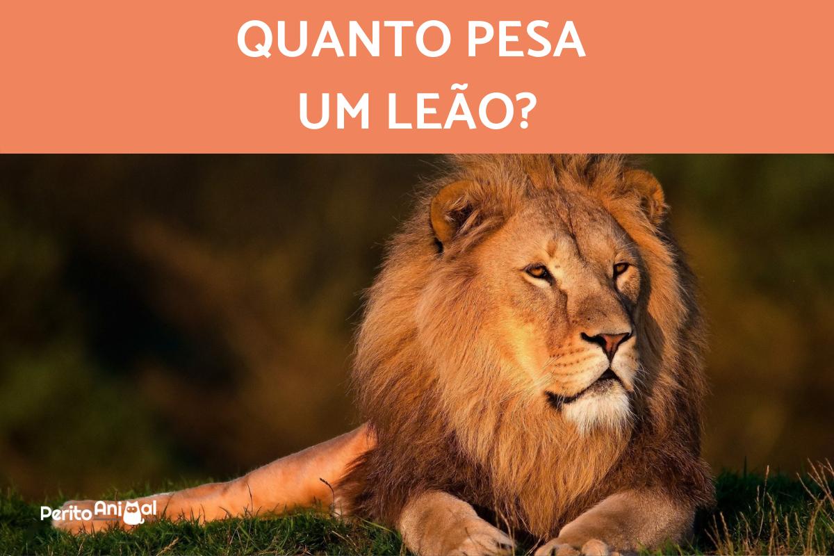 Quanto pesa um leão?
