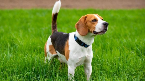 Tipos de beagle: conheça suas variedades - Beagle americano: menor e mais ágil