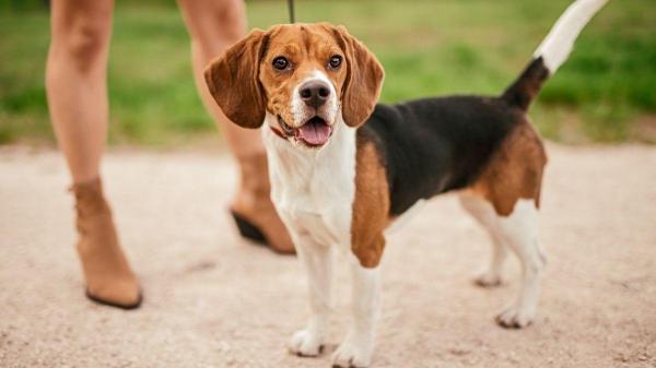 Tipos de beagle: conheça suas variedades - Beagle Elizabeth: o “beagle de bolso”