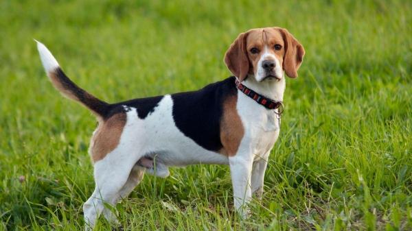 Tipos de beagle: conheça suas variedades - Beagle europeu: a maior variedade