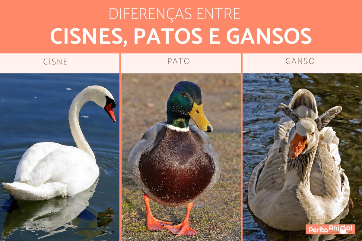 Diferenças entre cisnes, patos e gansos