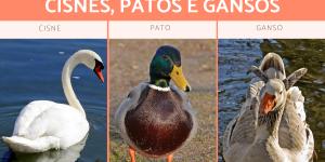 Diferenças entre cisnes, patos e gansos