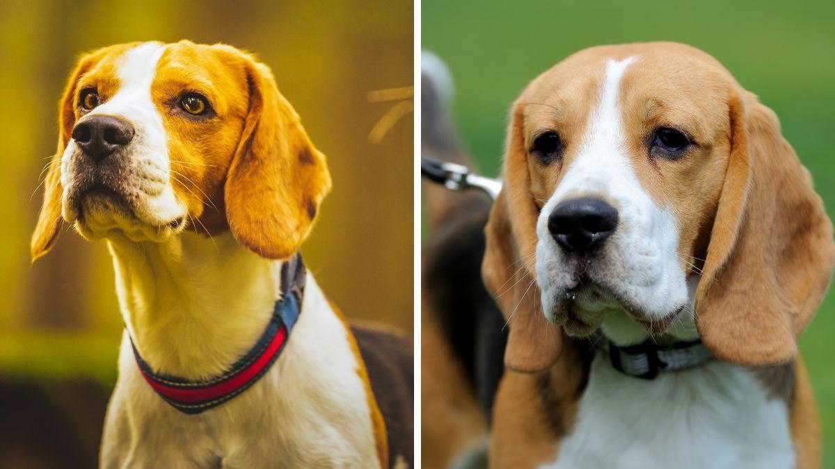 Tipos de beagle: conheça suas variedades