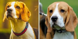 Tipos de beagle: conheça suas variedades