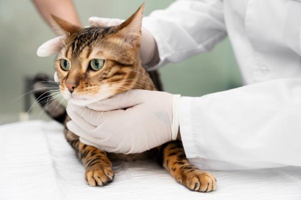 Colangite em gatos - Causas e tratamento