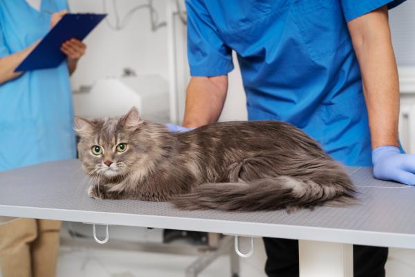 Colangite em gatos - Causas e tratamento - Quais os sintomas de colangite em gatos?