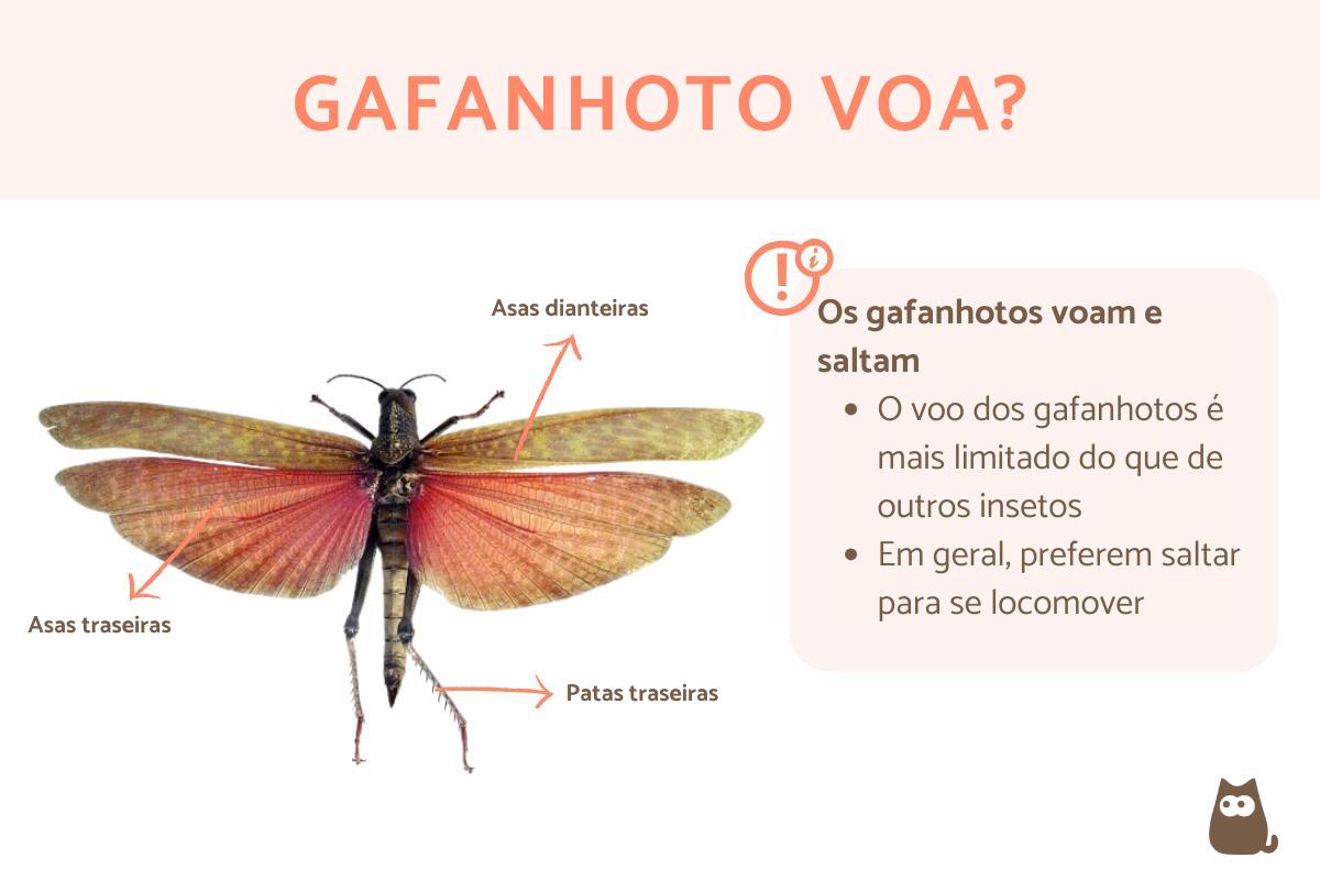 Gafanhoto voa?