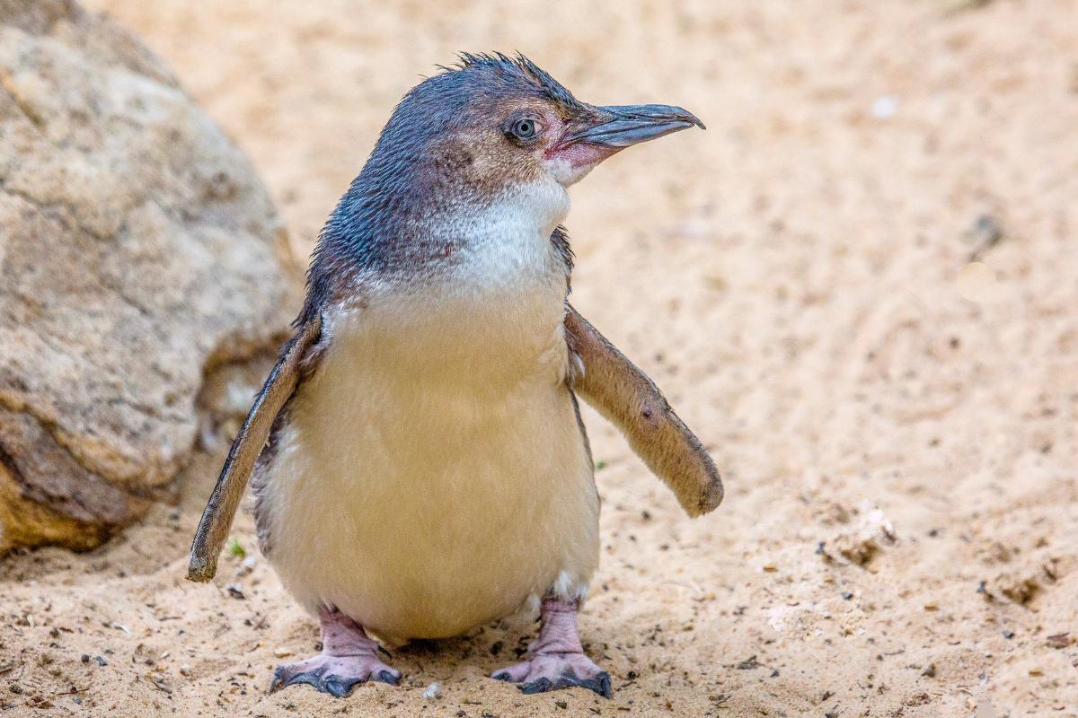 Pinguins têm penas?