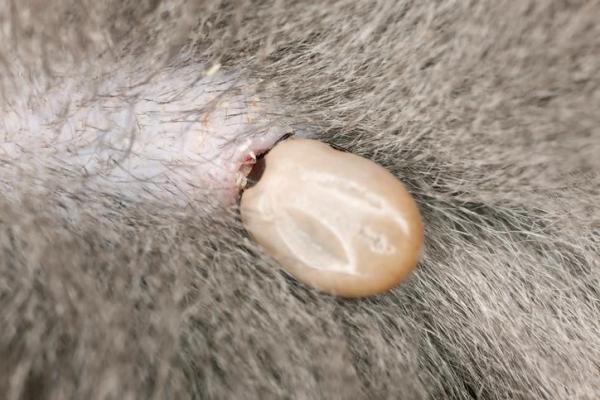 Como tirar carrapato de um gato? - Como saber se meu gato tem carrapatos?