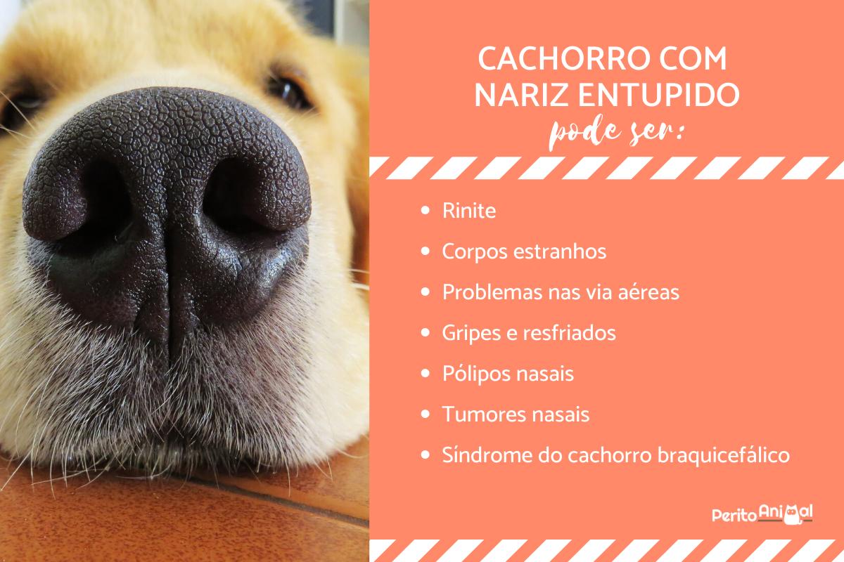 Cachorro com nariz entupido: causas e tratamentos