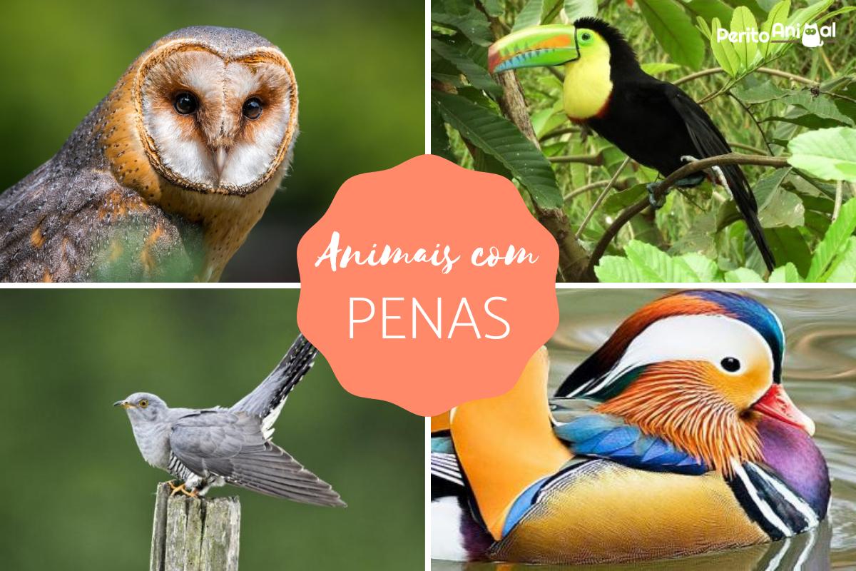 Animais com penas - espécies e características