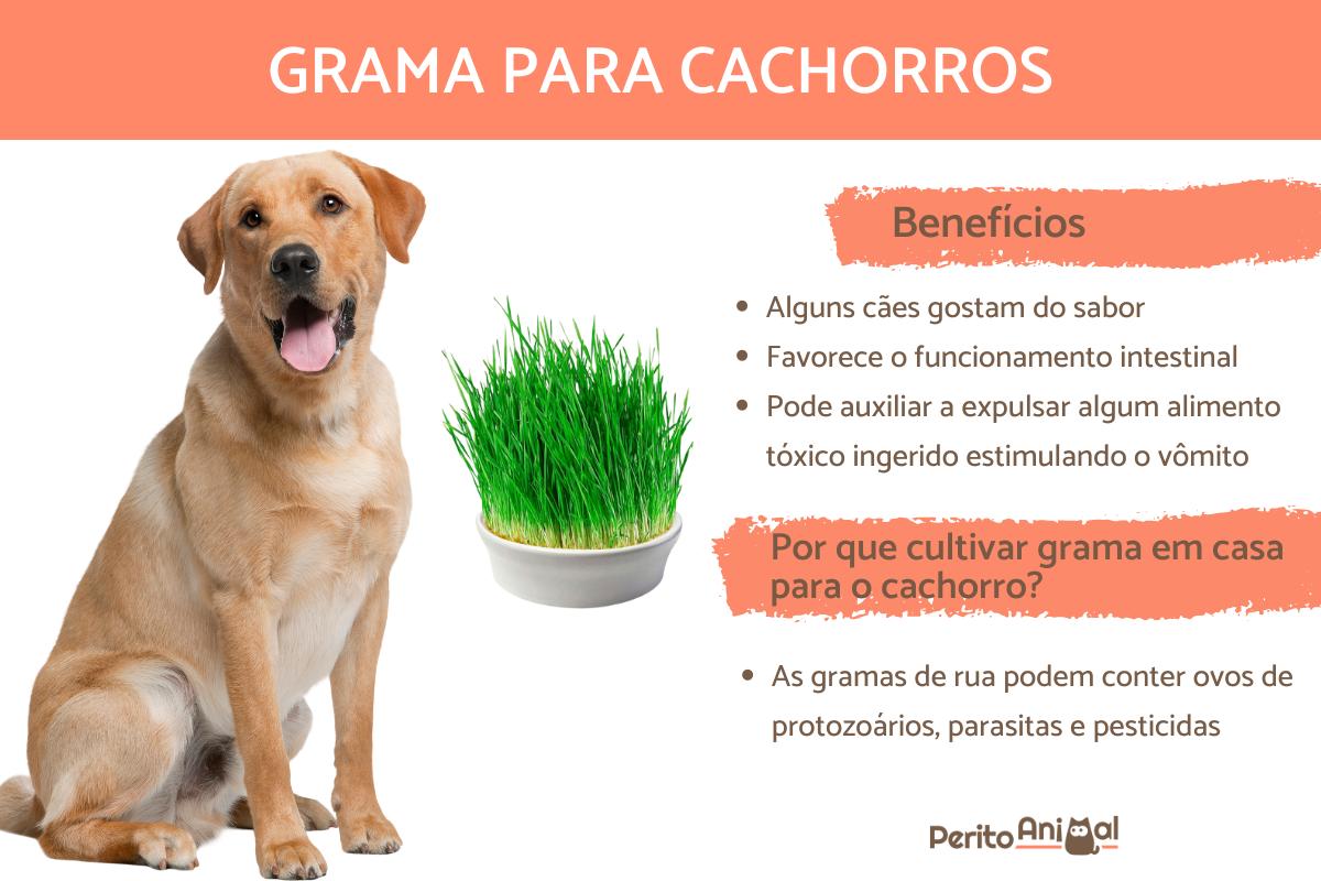 Faz mal cachorro comer grama?