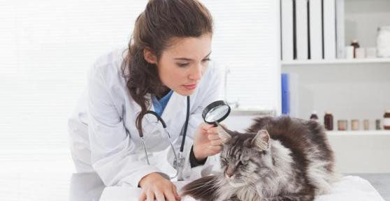 Parasitas em gatos - Tipos, sintomas e tratamento