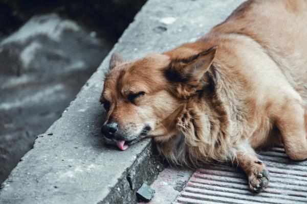 Quando o cachorro morre de olho aberto, o que significa? - Quando o cachorro morre de olho aberto, o que significa?