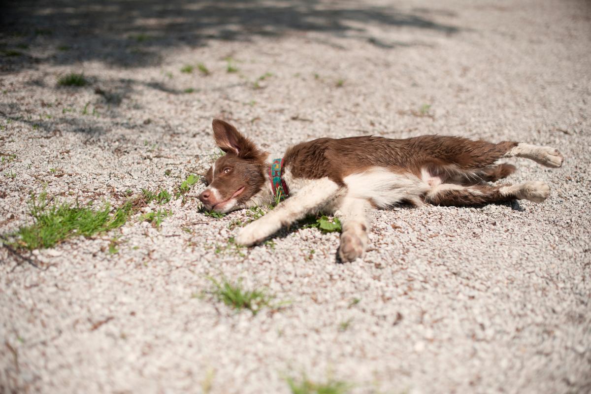 Quando o cachorro morre de olho aberto, o que significa?