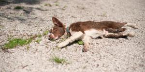 Quando o cachorro morre de olho aberto, o que significa?