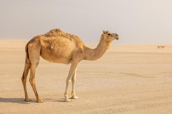 Onde vivem os camelos? - Como é o habitat dos camelos?