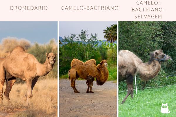 Onde vivem os camelos? - Distribuição geográfica dos camelos