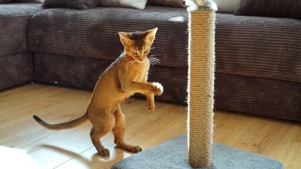 Raças de gatos brincalhões - Abissínio: o escalador de elite que calcula cada salto com precisão