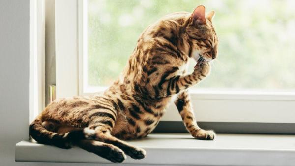 Raças de gatos brincalhões - Bengalês: o “pequeno leopardo” que não conhece cansaço (nem medo de água)