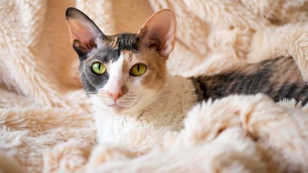 Raças de gatos brincalhões - Cornish Rex: o “eterno adolescente” de pelo encaracolado que engana pela aparência