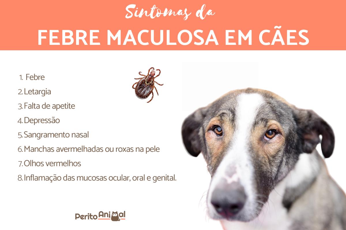 Febre maculosa em cães - Causas, transmissão e tratamento