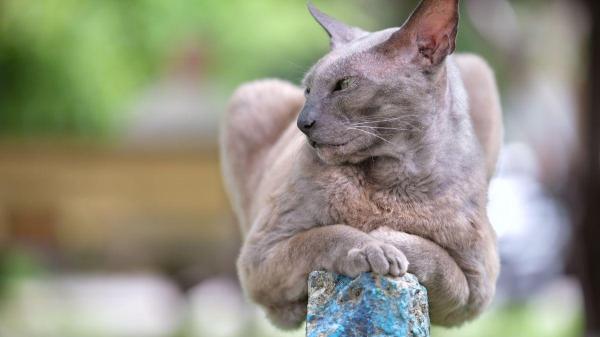 Raças de gatos brincalhões - Oriental de pelo curto: o “artista dramático” que transforma sua sala de estar em um palco de teatro